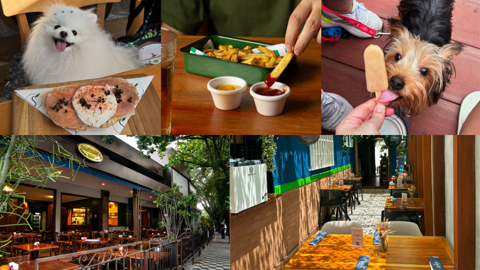 Lugares pet friendly na Zona Norte de São Paulo